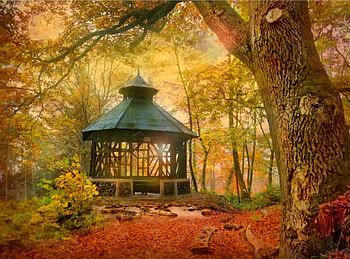 trees, autumn, leaves, nature HD wallpaper