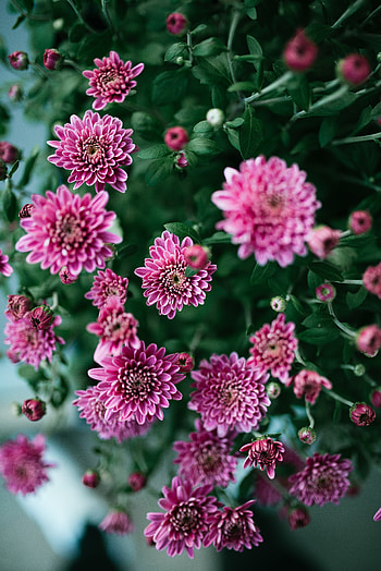 Flowers, Bush, Petals, Bloom, Flowering HD phone wallpaper
