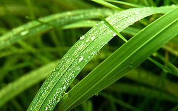 Grass, Leaves, Macro, Dew HD wallpaper