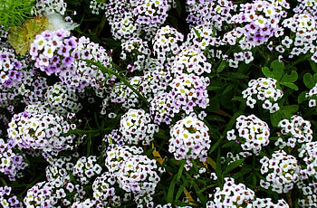 Flowers, Drops, Close-Up, Greens, Small HD wallpaper