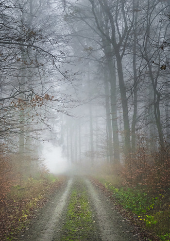 Nature, Trees, Road, Forest, Fog HD phone wallpaper