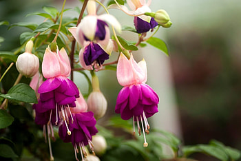 Flowers, Leaves, Blur, Smooth, Close-Up, Bloom, Flowering, Fuchsia, Stamens HD wallpaper