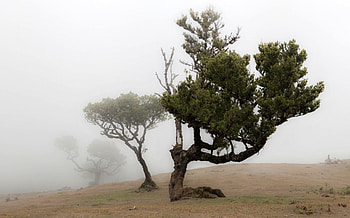 Tree, amazinig, nature, forest, tree HD wallpaper