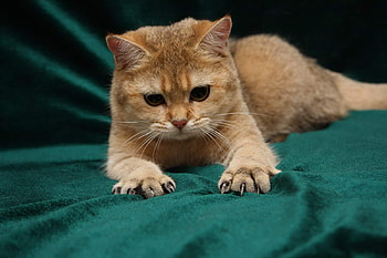 Animals, Cat, Nice, Sweetheart, Redhead, Paws, Claws HD wallpaper