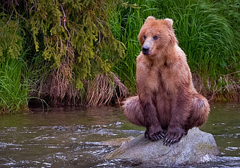 URSO PARDO, animal, rio, agua, pedra, fauna, natureza HD wallpaper