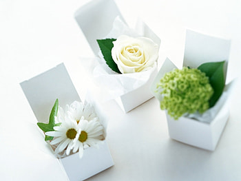 Plants, Flowers HD wallpaper