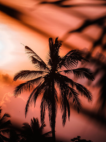 Sunset, Twilight, Dark, Silhouette, Palm, Dusk HD phone wallpaper