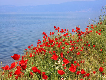 lake side poppies, poppies, sea, side, lake HD wallpaper