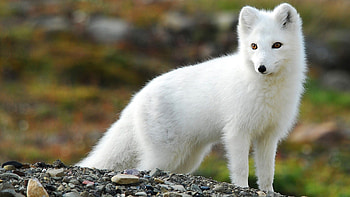 Arctic fox marvel, Stunning , Wondrous creature, Arctic vibes HD wallpaper