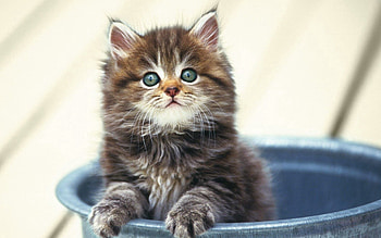 Animals, Sit, Fluffy, Kitty, Kitten, Muzzle, Bucket HD wallpaper