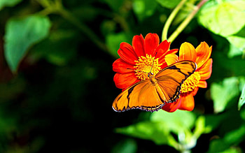Flower, Macro, Bright, Butterfly HD wallpaper
