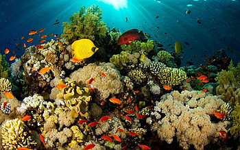 Coral , Beautiful backgrounds, Oceanic treasures, Underwater paradise HD wallpaper