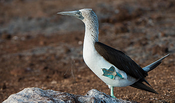 Blue footed booby, Go Galapagos HD wallpaper