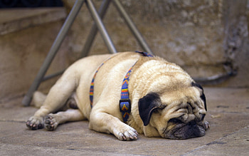 Animals, Muzzle, Puppy, Sleep, Dream, Collar, Pug HD wallpaper