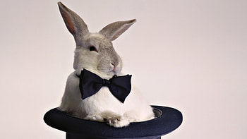 Animals, Rabbits HD wallpaper