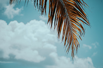 Nature, Sky, Leaves, Palm, Branch HD wallpaper