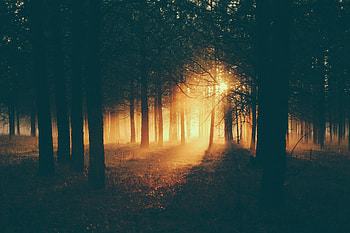 Twilight, Dark, Forest, Fog, Dusk, Sunlight HD wallpaper
