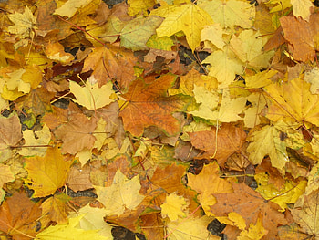 Background, Leaves HD wallpaper