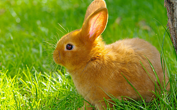 Best rabbit , High-resolution rabbit, computer background, Nature's genic delight HD wallpaper