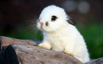 Sweet Bunny, WHITE, BLACK, BUNNY, BABY, SWEET HD wallpaper
