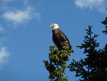 The Bald Eagle, sky, feathers, eagle, bird of prey HD wallpaper