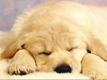 Sleeping, dog, puppy HD wallpaper