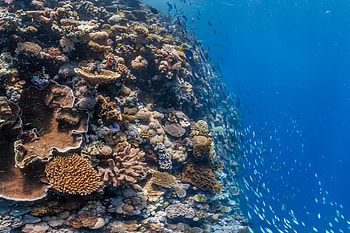 Coral reef introduction, The Reef World Foundation's blog, Coral's majesty, Underwater sanctuary HD wallpaper