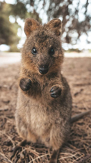 Quokka TV show, Singapore travel, Quokka exploration, Adventure series HD phone wallpaper