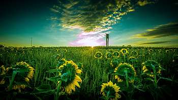 Sun Flower Field , nature, field HD wallpaper