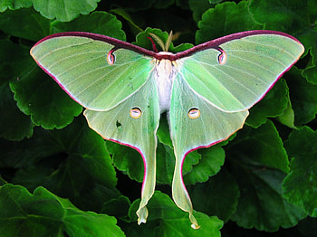 luna moth , Striking colors, Detailed close-ups, Perfect for screens HD wallpaper