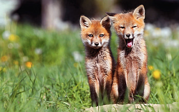 Animals, Sit, Couple, Pair, Fox Cubs, Lisita HD wallpaper