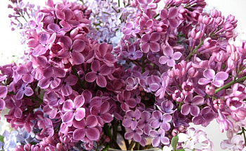 Lilac, branch, summer, purple, pink, flower, nature, spring HD wallpaper