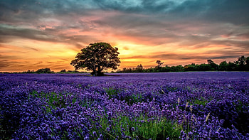 Purple Field, plants, lavender, blossoms, clouds, sky, sun, sunset, tree HD wallpaper