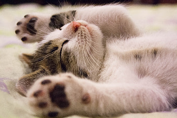 Animals, Lies, Kitty, Kitten, Kid, Tot, Sleep, Dream HD wallpaper