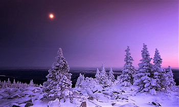 Winter moon, trees, winter, moon, snow HD wallpaper