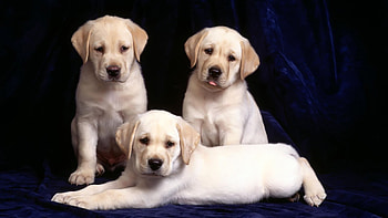 Animals, Dogs HD wallpaper