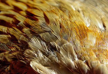Feather, Texture, Textures, Close-Up HD wallpaper