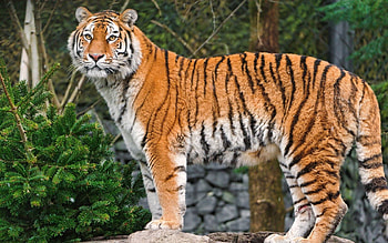 Animals, Muzzle, Spotted, Spotty, Big Cat, Tiger HD wallpaper