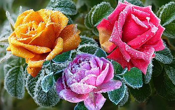 Frosted Roses, nature, three, roses, frosted HD wallpaper