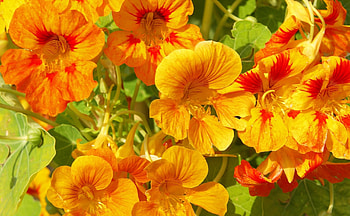 Flowers, Bright, Sunny, Nasturtium HD wallpaper