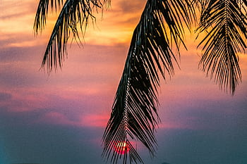 Scenic tropical sunset framed by palm leaves, creating a serene summer evening ambiance. HD wallpaper