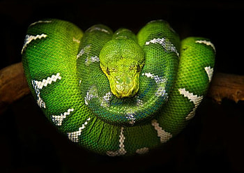 Green Mamba, cool, mamba, , green HD wallpaper
