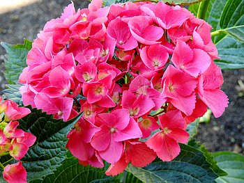 Hydrangea, Summer, Nature, graphy, Flowers, Pink HD wallpaper