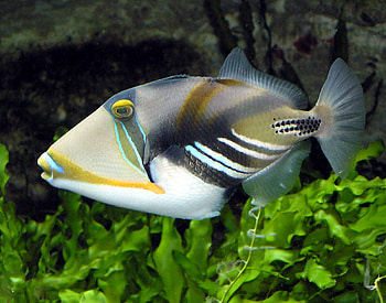 Triggerfish, animal, fish, ocean HD wallpaper