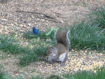 Gray Squirrel and Indigo Bunting, Gray squirrel, Indigo bunting, bird, eating corn HD wallpaper