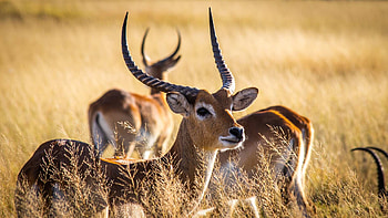 Botswana exploration, Unseen beauty, Hidden treasures, Captivating landscapes HD wallpaper