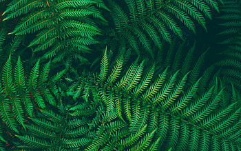 fern, green leaves background, fern texture, fern leaves, green natural background, leaves background HD wallpaper