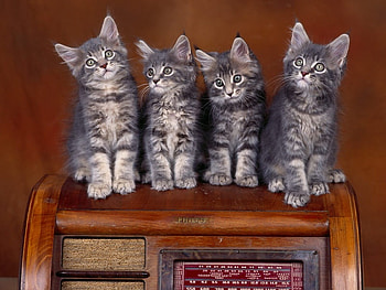 Very cute cats, cats, nature, animals HD wallpaper