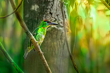 Forest dweller, birds, graphy, trunk, forests, tree, brown, pretty, animals, green, nature HD wallpaper