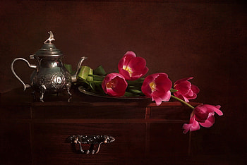 Still Life, tulip, graphy, pink tulips, nature, flowers, tulips HD wallpaper